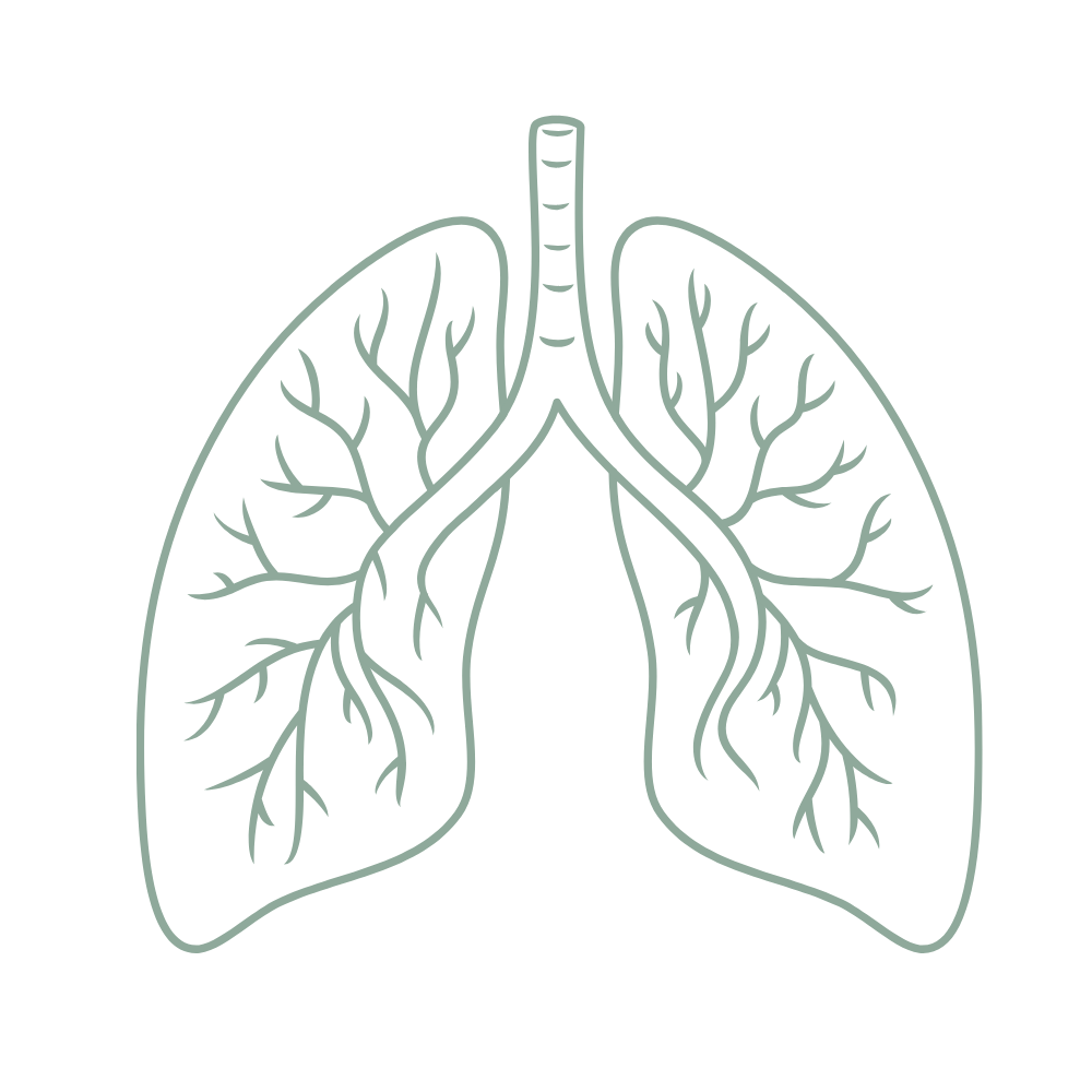 Line art of lungs